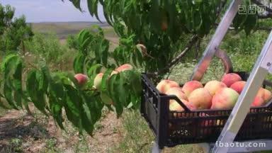 收获季节果园里成熟的桃子箱
